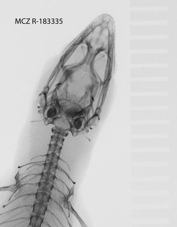 Media type: image;   Herpetology R-183335